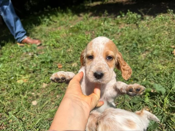CUCCIOLI SETTER INGLESI CON PEDIGREE | Foto 1