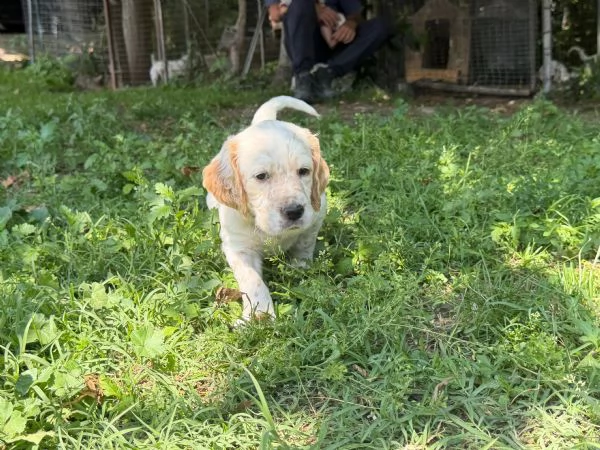 CUCCIOLI SETTER INGLESI CON PEDIGREE | Foto 0
