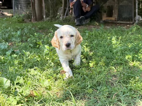 CUCCIOLI SETTER INGLESI CON PEDIGREE