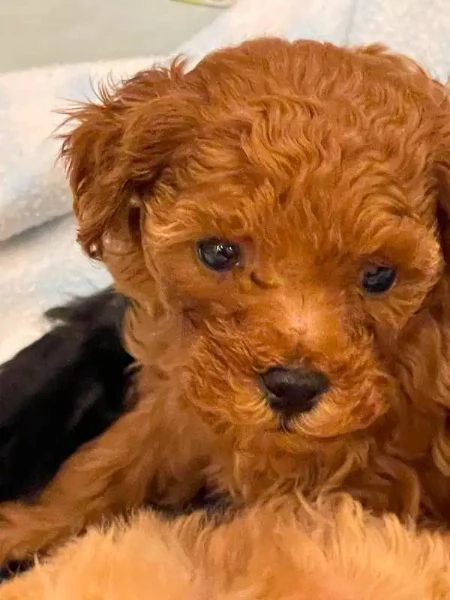 Cuccioli di Barboncino Toy