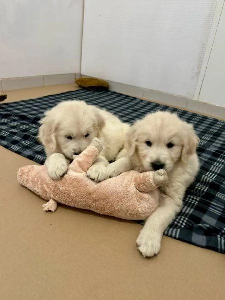 Due cuccioli maschietti di Golden retriever | Foto 0
