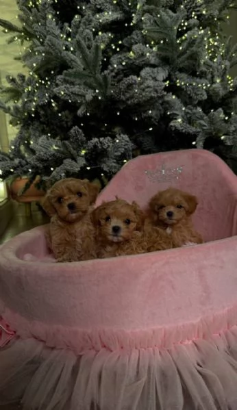Cuccioli di Maltipoo in adozione | Foto 3