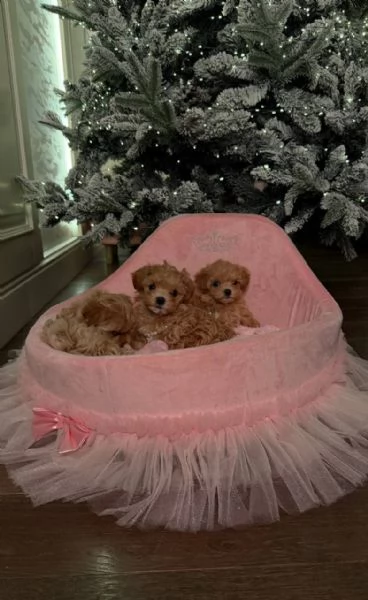 Cuccioli di Maltipoo in adozione | Foto 2