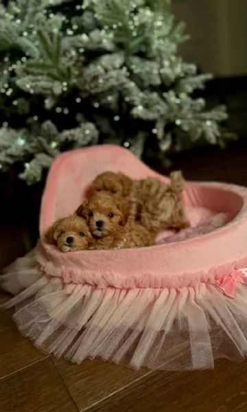 Cuccioli di Maltipoo in adozione | Foto 1