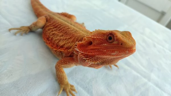 Vendo Pogona
