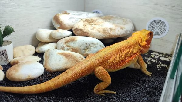 Vendo Pogona | Foto 4
