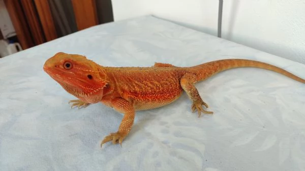 Vendo Pogona | Foto 3