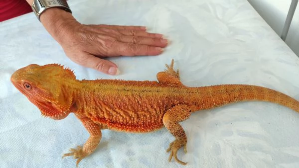 Vendo Pogona | Foto 2