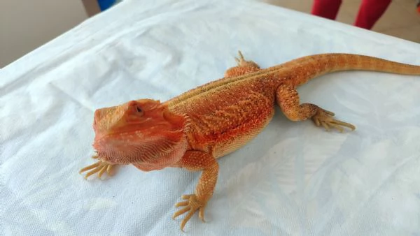 Vendo Pogona | Foto 1