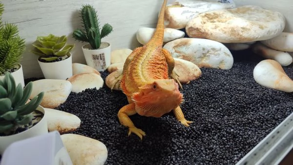 Vendo Pogona | Foto 0
