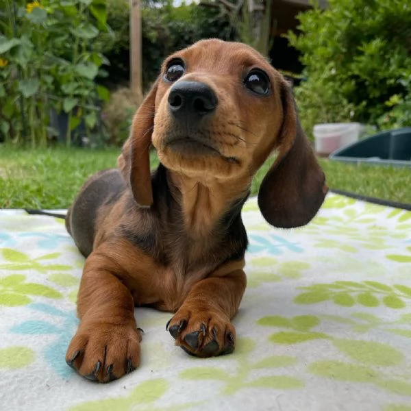 CUCCIOLI DI BASSOTTO | Foto 0