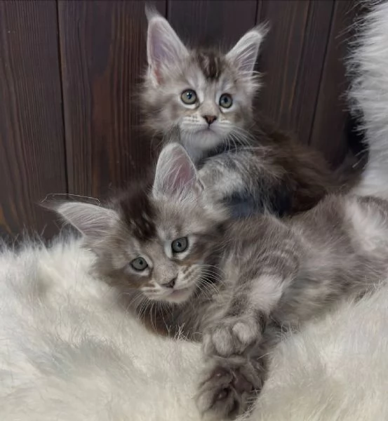 Gatti maine coon | Foto 0