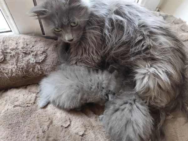 Gattini Nebelung 