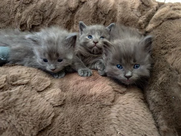 Gattini Nebelung  | Foto 2