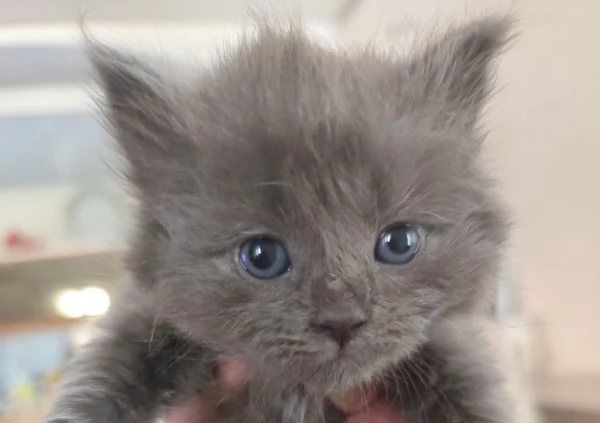 Gattini Nebelung  | Foto 1