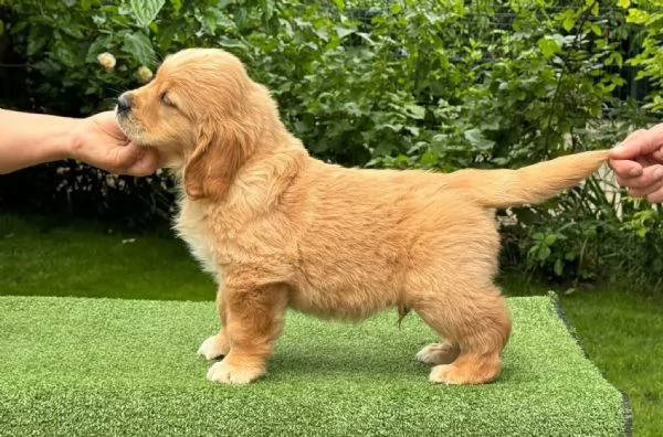 Cucciolata strepitosa golden retriever linea inglese | Foto 1