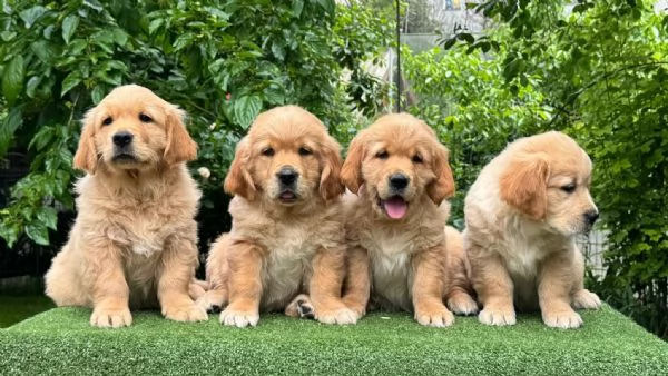 Cucciolata strepitosa golden retriever linea inglese | Foto 0