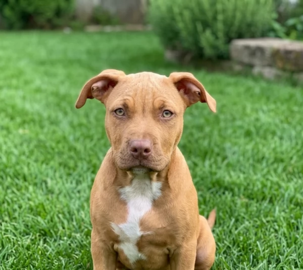Cucciola American Pitbull terrier | Foto 0