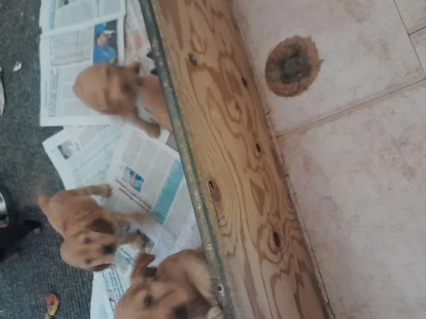 Cuccioli di Coker spaniel inglese 