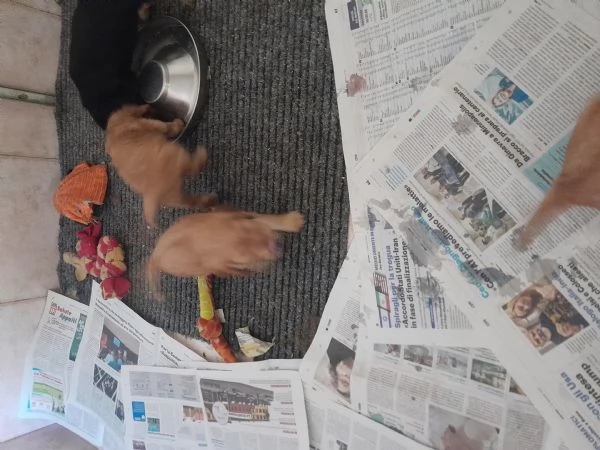 Cuccioli di Coker spaniel inglese  | Foto 3