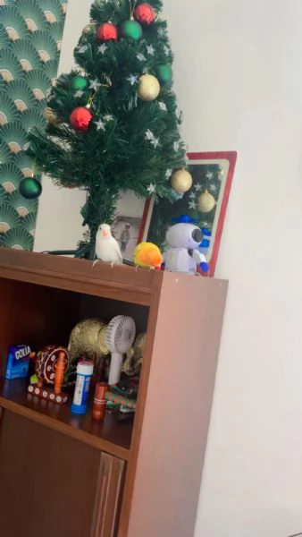 Coppia Inseparabili allevati a mano | Foto 2