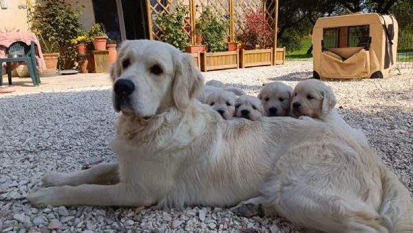 Cuccioli di Golden retriever 