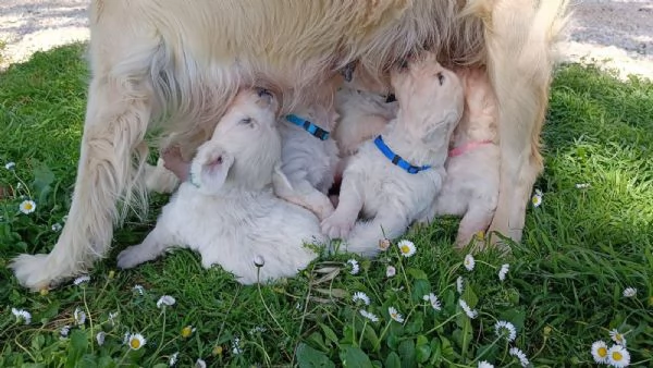 Cuccioli di Golden retriever  | Foto 0