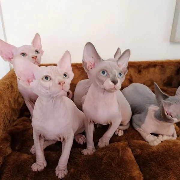 Disponibili gattini Sphynx san | Foto 0