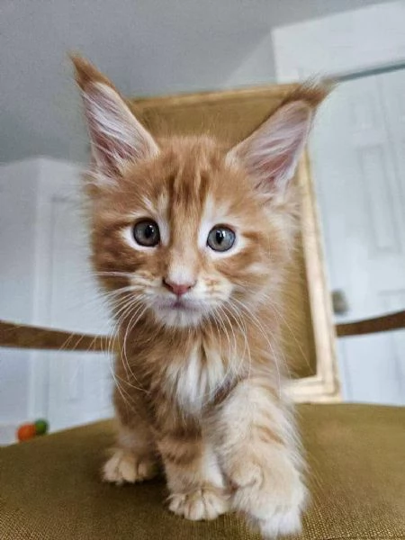 Cuccioli gatti Maine Coon | Foto 0
