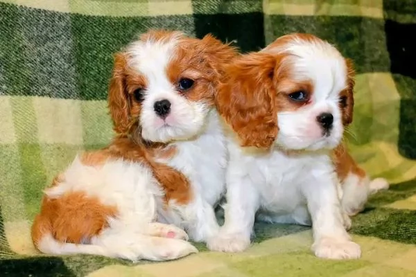 Cuccioli di Cavalier King Charles Spaniel in cerca di una famiglia amorevole | Foto 1