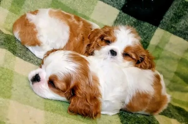 Cuccioli di Cavalier King Charles Spaniel in cerca di una famiglia amorevole | Foto 0