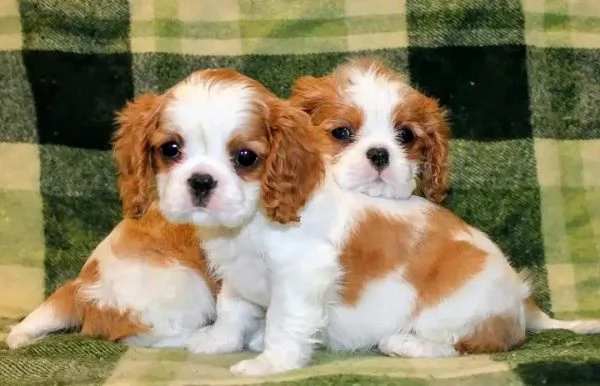 Cuccioli di Cavalier King Charles Spaniel in cerca di una famiglia amorevole