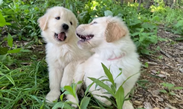Cuccioli di golden retriever Bianchi | Foto 0