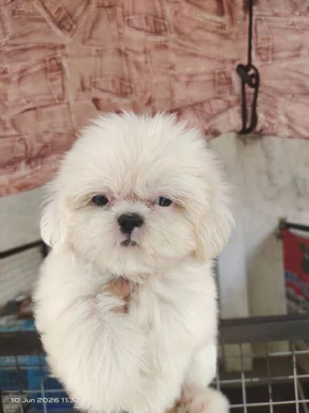 Bellissimi cuccioli di Shih Tzu | Foto 1
