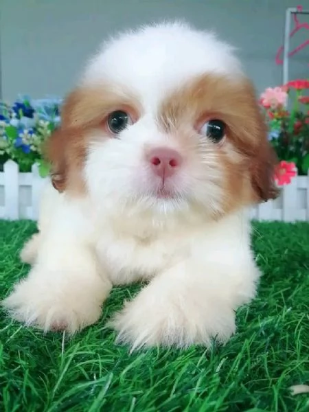 Bellissimi cuccioli di Shih Tzu | Foto 0