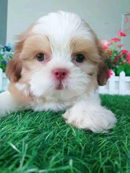Bellissimi cuccioli di Shih Tzu