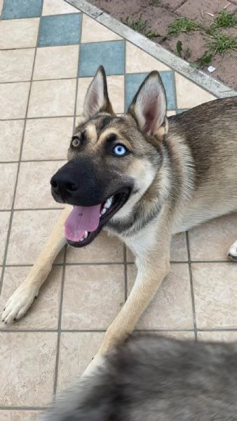 Splendida incrocio HuskyPastore Tedesco | Foto 5