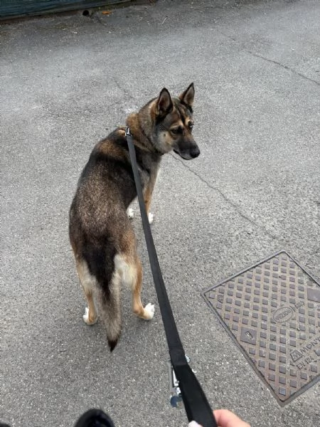 Splendida incrocio HuskyPastore Tedesco | Foto 4