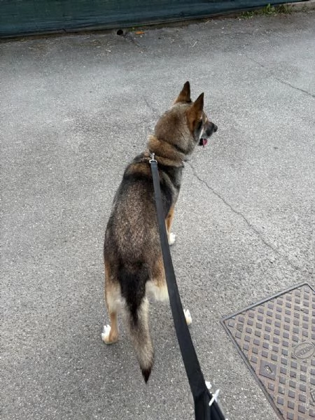 Splendida incrocio HuskyPastore Tedesco | Foto 3