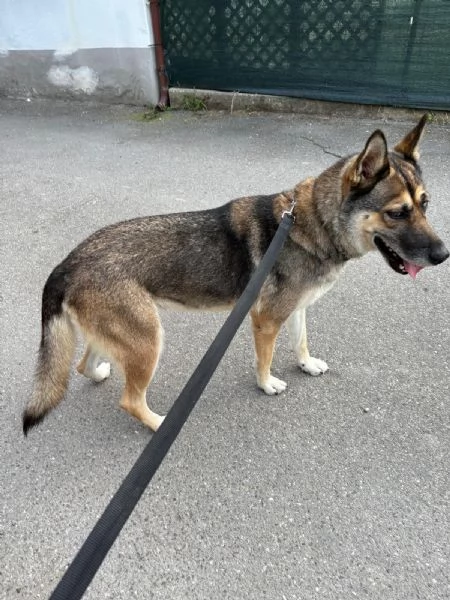 Splendida incrocio HuskyPastore Tedesco | Foto 1
