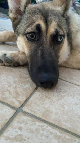 Splendida incrocio HuskyPastore Tedesco
