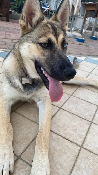 Splendida incrocio HuskyPastore Tedesco | Foto 0
