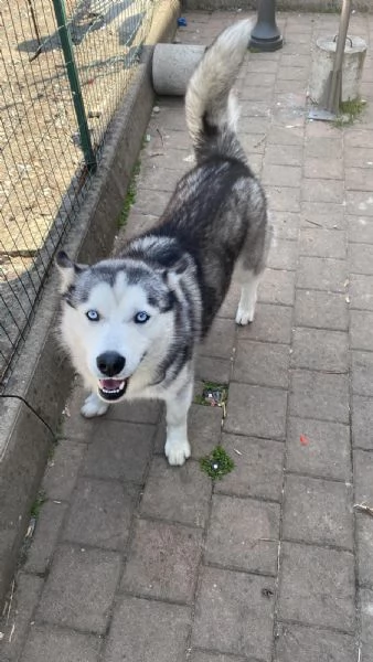 Husky maschio di 5 anni | Foto 2