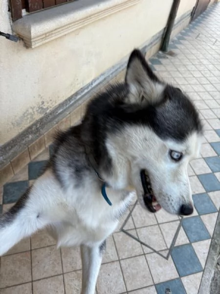Husky maschio di 5 anni | Foto 1