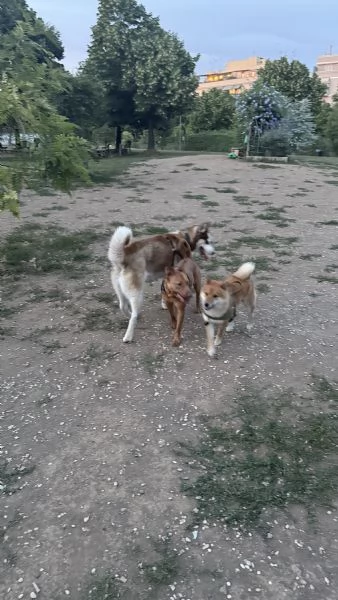 Vendo Shiba inu