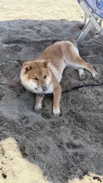 Vendo Shiba inu | Foto 1