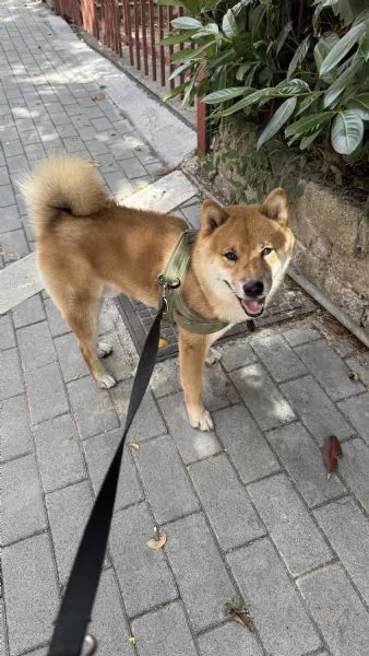 Vendo Shiba inu | Foto 0