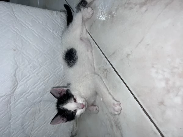 Gattina cerca casa  | Foto 0