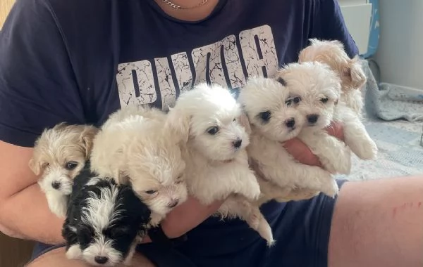 Cuccioli di Bichon Maltese disponibili per ladozione