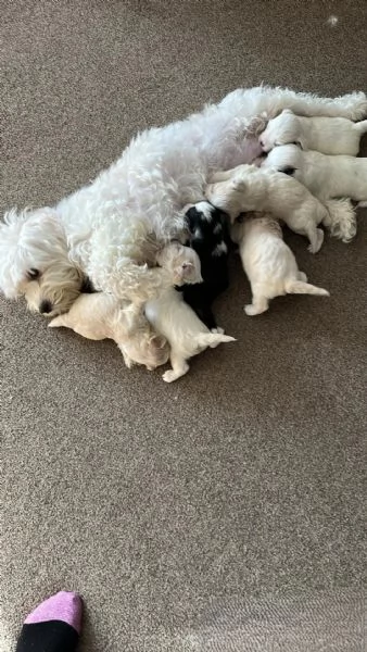 Cuccioli di Bichon Maltese disponibili per ladozione | Foto 1